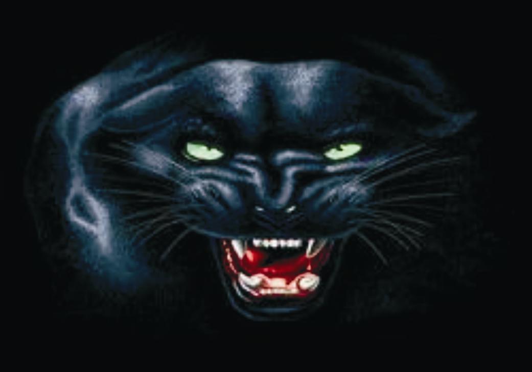 Belçika'da panter dehşeti!