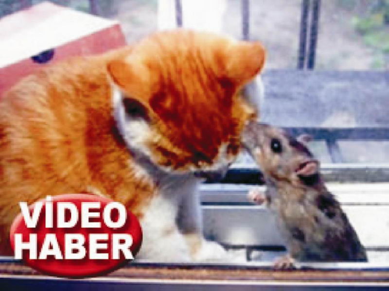 Böyle dostluk görülmedi / Video