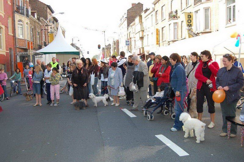 EVERE'DE 'EN GÜZEL KÖPEK' YARIŞMASI