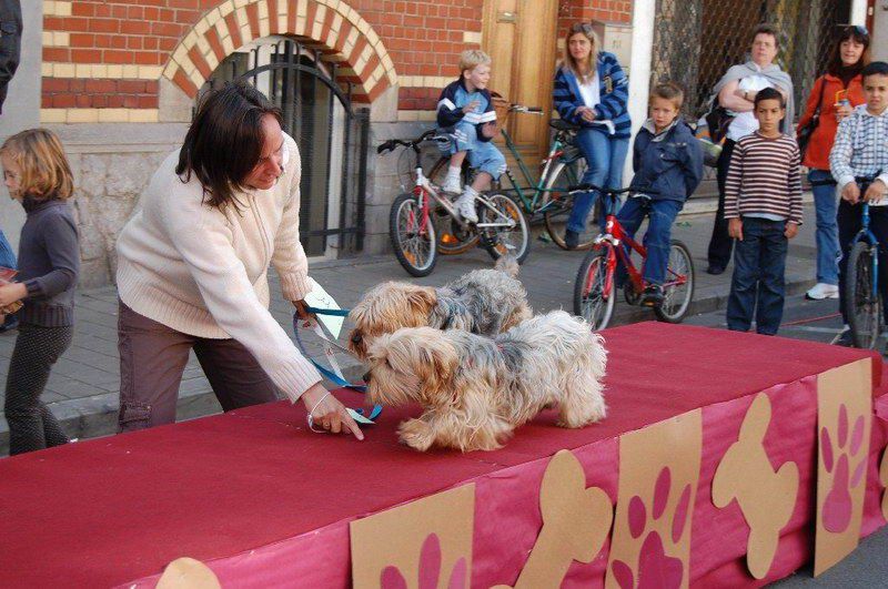EVERE'DE 'EN GÜZEL KÖPEK' YARIŞMASI