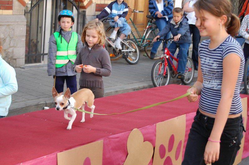 EVERE'DE 'EN GÜZEL KÖPEK' YARIŞMASI