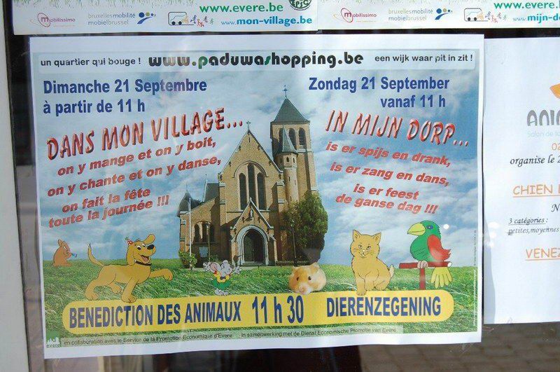 EVERE'DE 'EN GÜZEL KÖPEK' YARIŞMASI