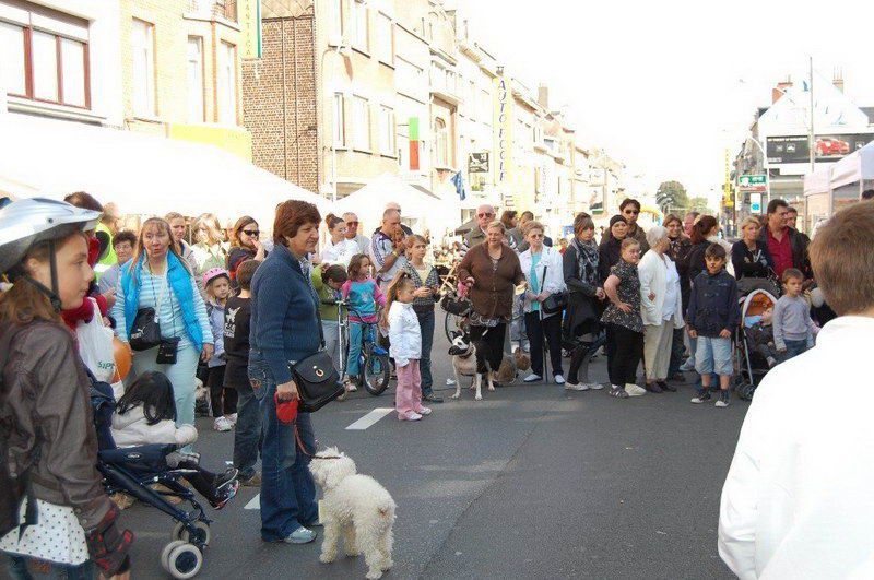 EVERE'DE 'EN GÜZEL KÖPEK' YARIŞMASI