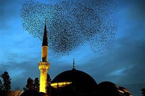 Sığırcıklar gökyüzünde kalp çizdi 