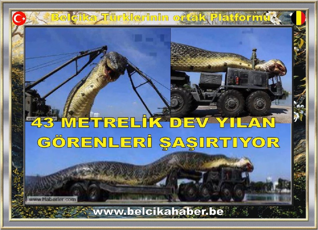 43 METRELİK DEV YILAN GÖRENLERİ ŞAŞIRTIYOR