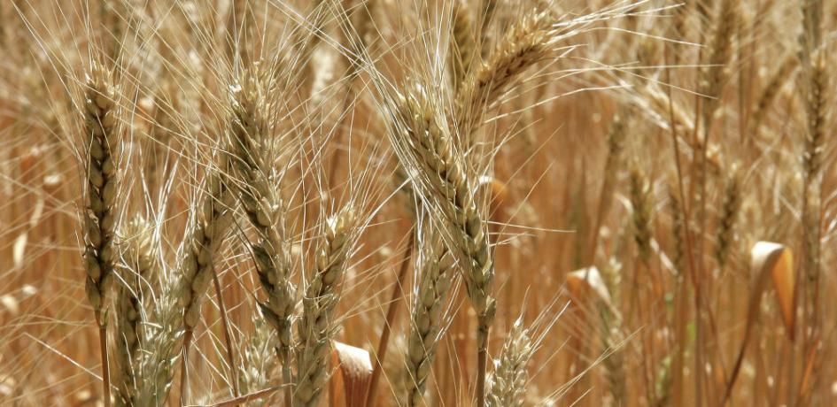 Türkiye, ABâ€™den 90 Bin Ton Buğday Almak Üzere İhale Açtı