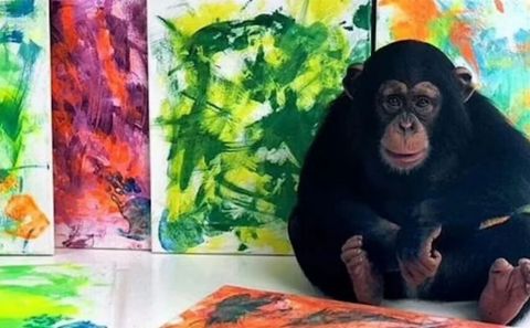 Chimpcasso: Ünlü şempanzenin tabloları satışa çıktı