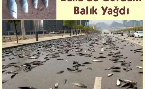 Bunu da Gördük: Gökten Balık Yağdı